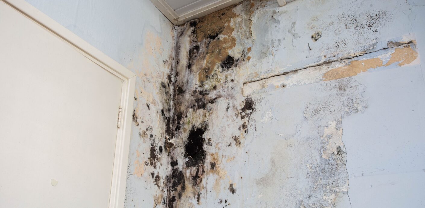 Mold remediation work completed before selling a home