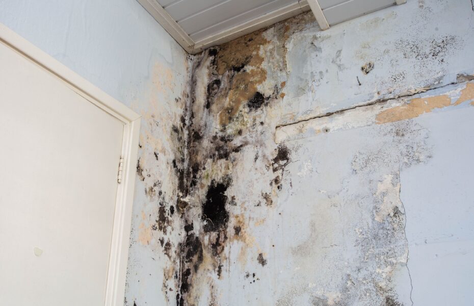 Mold remediation work completed before selling a home