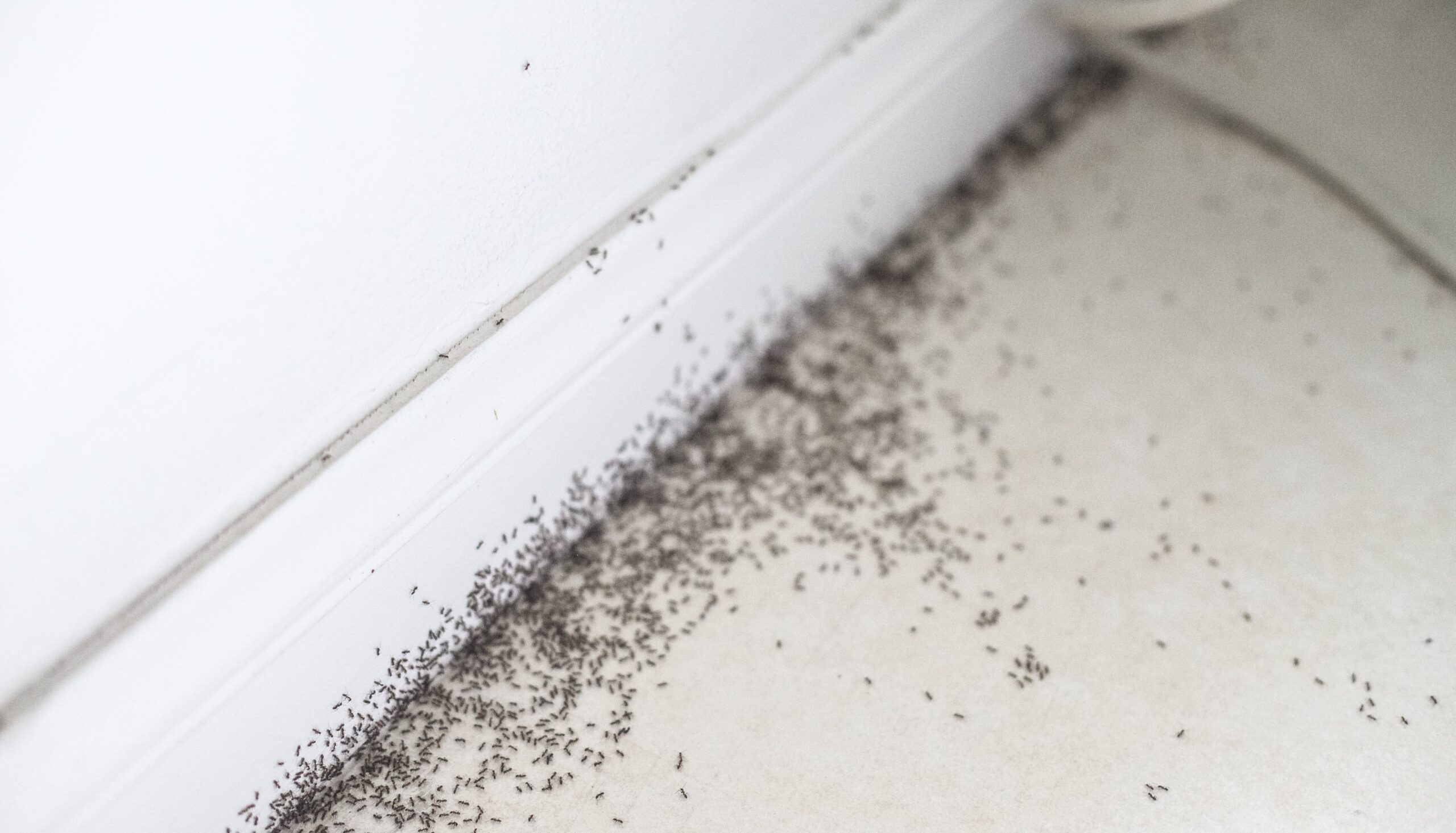 Property condition concerns identified during home appraisal inspection